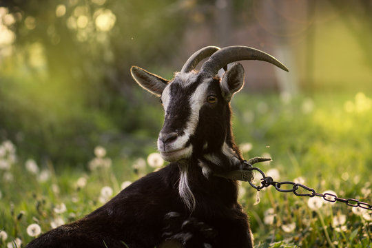 Black Goats Eating Grass Outdoor. Black  Beautiful Cute Goat