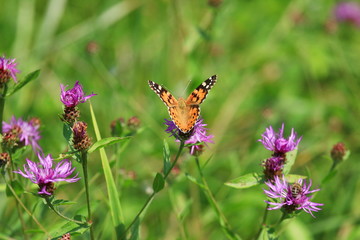 Butterfly on pink flowers
