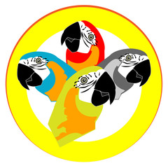 Color parrots head isolated on white background.