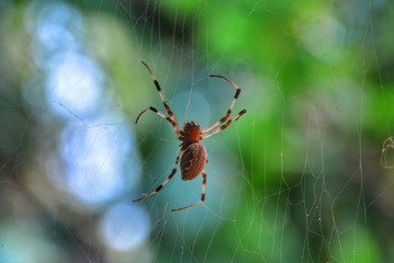 spider on web