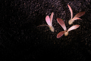 The Pajeú, Pau-jaú or Pau-formiga seed (Triplaris gardneriana), Brazilian native tree.