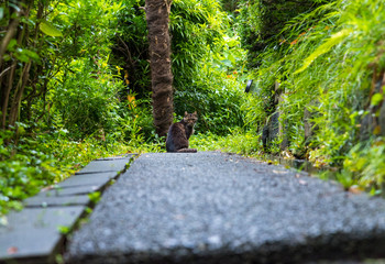 路地と野良猫