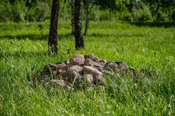 grass and leaf texture in summer green nature