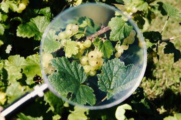 Currants in magnifier close up view
