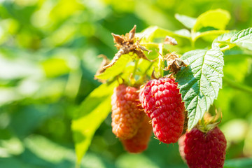 ripe raspberry growing on a bush