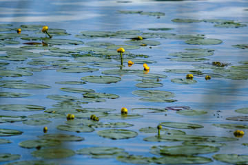 forest lake in summer