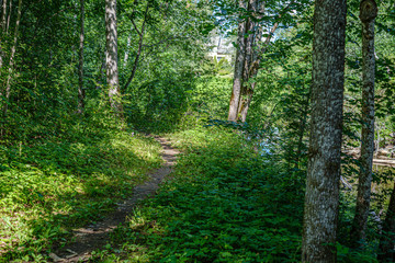 natural tourist trail in forest near small river in the woods