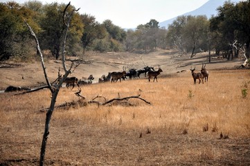 herd of antelopes in zimbabwe - obrazy, fototapety, plakaty