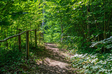 Obraz premium natural tourist trail in forest near small river in the woods