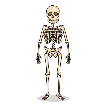 Vector Cartoon Color Character - Human Skeleton