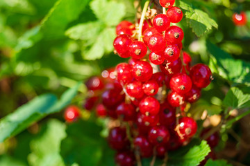 red currant on the branch
