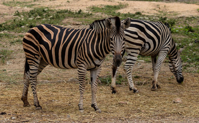 Fototapeta na wymiar zebra black and white - standing on the ground