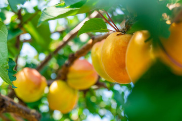ripe apricots on a branch