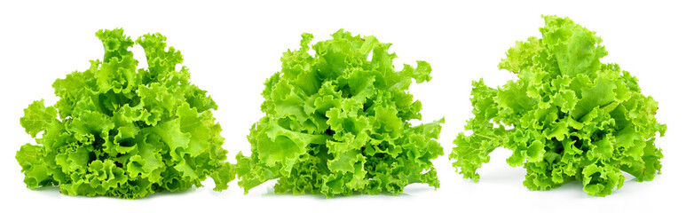 fresh green lettuce leaves isolated on white
