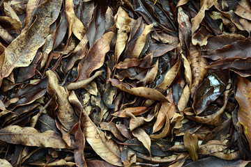 the brown mango leaves on ground and the humid water after raining