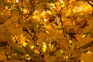 Autumn leaves, red and yellow maple foliage against sky, beautiful background, selective focus