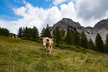 Fototapeta na wymiar Kühe auf einer Hochalm