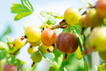 ripe gooseberry on a branch