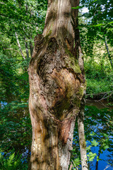 pile of old dry wooden logs and branches in green forest