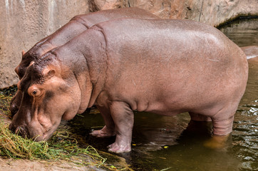 Hippopotamus in zoo