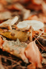 2 mushrooms