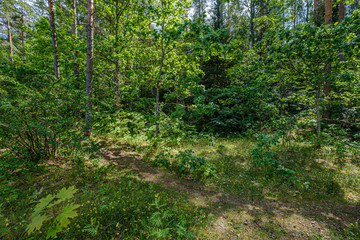 natural tourist trail in forest near small river in the woods