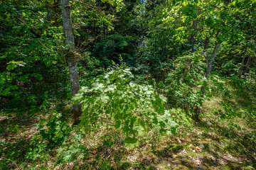 natural tourist trail in forest near small river in the woods