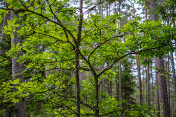 tree trunk wall in the green forest in summer