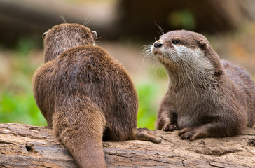 Loutre