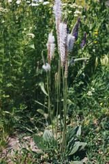 Plantain. Green plant. Natural background. Plantago. Green background.