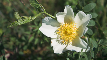 Dog rose blossoms. Rosa canina. White rose. Rose background. Nature style.