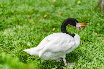 swan on grass