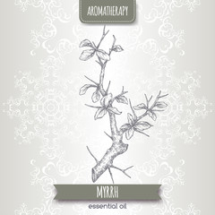 Commiphora myrrha aka common myrrh sketch on elegant lace background. - obrazy, fototapety, plakaty