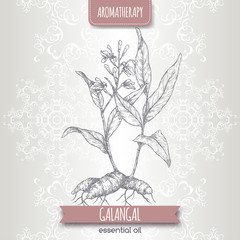 Alpinia galanga aka greater galangal sketch on elegant lace background. - 278953532