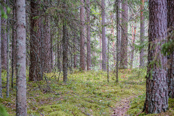 tree trunk wall in the green forest in summer