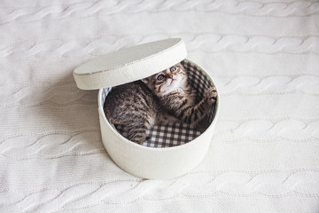 Cute kitten in white round box