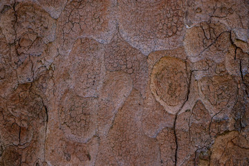 Tree bark wood texture vintage background