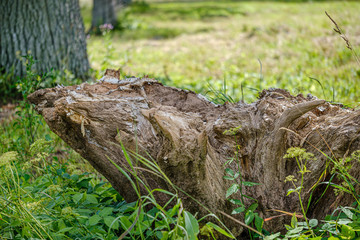 pile of old dry wooden logs and branches in green forest