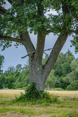 Fototapeta premium tree trunk wall in the green forest in summer