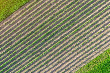 Plowed land with crop planting, aerial view from height.