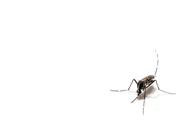 Aedes albopictus mosquito sucking blood on skin,Macro close up isolate on white background