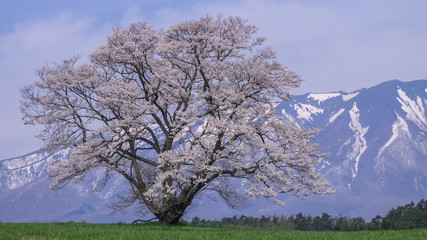 Naklejka premium 岩手県・小岩井一本桜