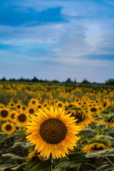 Obraz premium Campo di girasoli a Vecchiano (PI)