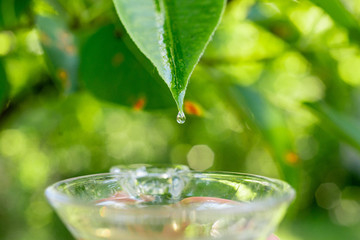 essential oil drop in the glass, skin care medicine concept
