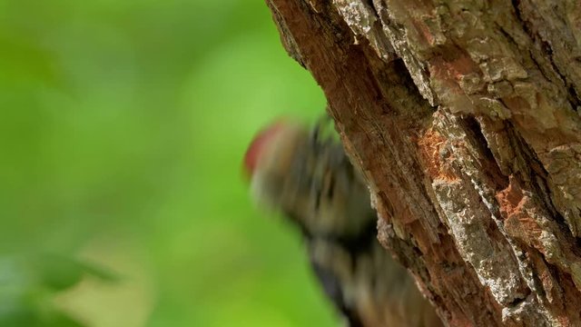 Middle spotted woodpecker (Leiopicus medius) feeding chicks