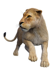 Obraz premium 3D Rendering Female Lion on White