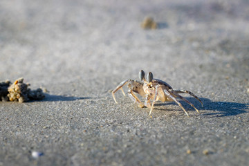 Ghost Crab (Ocypode quadrata) on a Sandy Beach