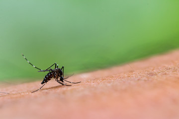 Aedes aegypti Mosquito. Close up a Mosquito sucking human blood,