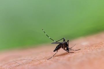 Aedes aegypti Mosquito. Close up a Mosquito sucking human blood,