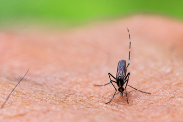Aedes aegypti Mosquito. Close up a Mosquito sucking human blood,